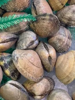Almeja Japónica Gallega
