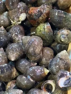 Bígaro