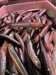 Boquerón gordo