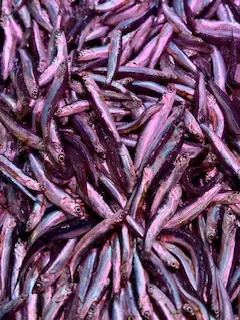 Boquerón pequeño