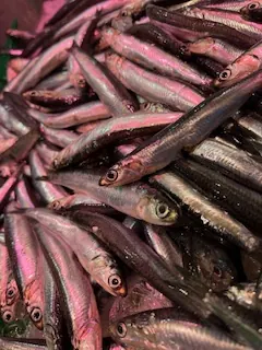 Boquerones frescos