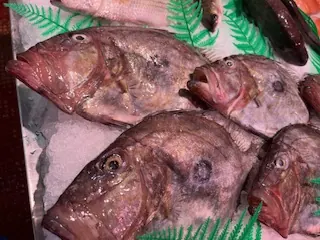 Gallos San Pedro