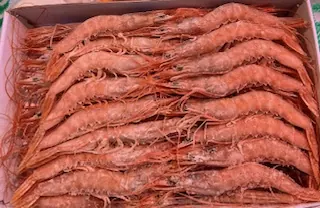 Gamba Blanca congelada