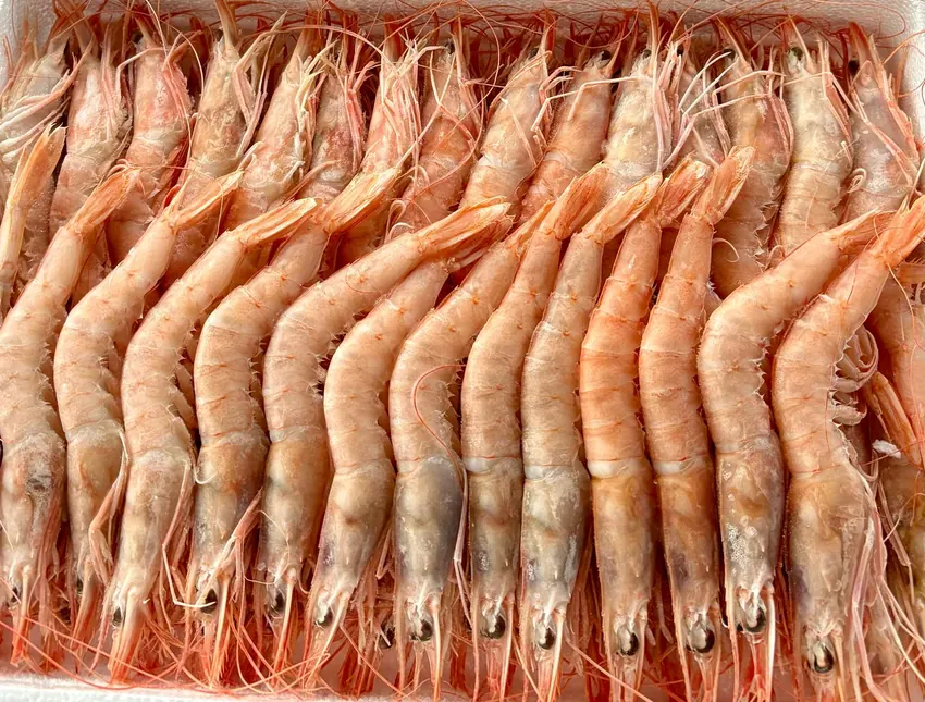 Gamba blanca fresca