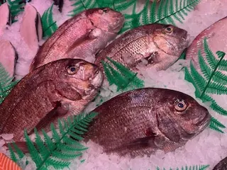 Pargo de estero