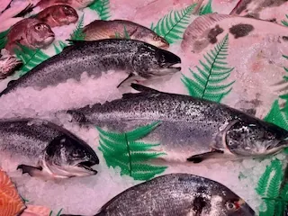 Salmón
