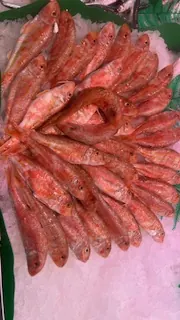 Salmonete de roca