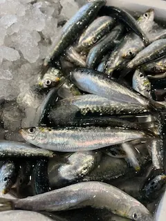 Sardina parrocha