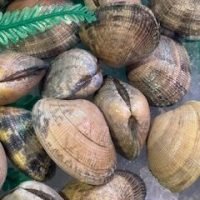 Almeja japonica gallega