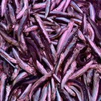 boquerón pequeño