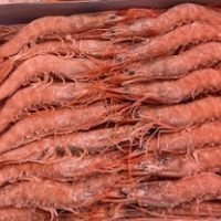 gambaBlancaCongelada