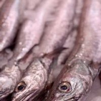 pescadilla de volanta